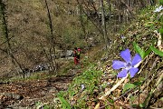 30 Fiori di pervinca...